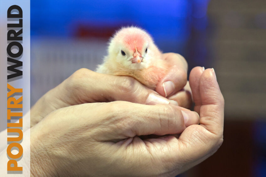 Welfare and in-ovo sexing in Poultry World 8