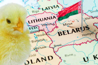 While the Belarusian poultry industry is technically ready to switch to domestic genetics, the country needs to build a breeding farm for parent stock. Photo: Canva