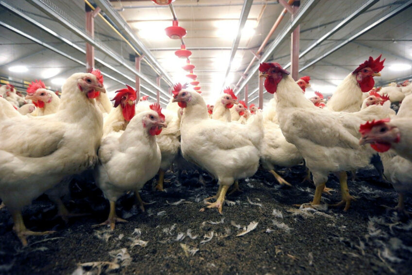 The GB compartment scheme, which was revised in 2024, mandates rigorous site-specific HACCP plans, enhanced serological testing, and comprehensive contingency planning. Photo: Bert Jansen