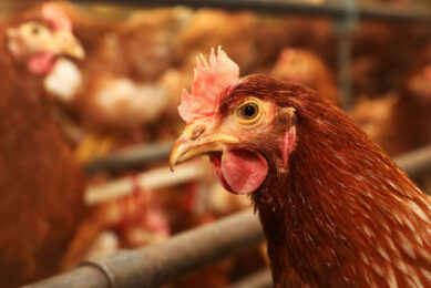 The European Commission’s new animal welfare regulations focus, among other sectors, on the egg production segment within the poultry industry. Photo: Henk Riswick