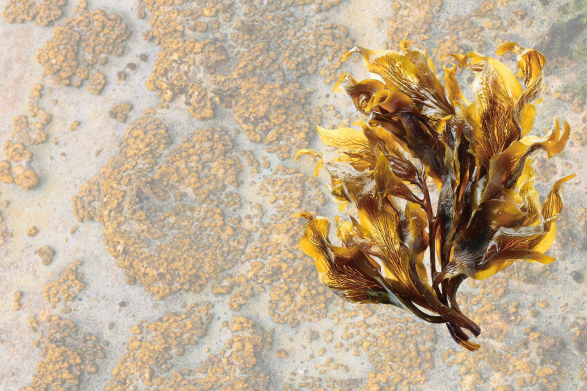A group of researchers believes that fucoidan from brown algae could be one of the most promising options for developing safe antibiotic alternatives for poultry farming. Photo: Canva