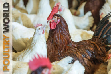 Breeding in Poultry World 7
