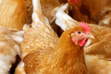 Researchers have developed an autonomous robot designed to move through narrow lanes in high-density stacked poultry houses and inspect the environment. Photo: Bert Jansen