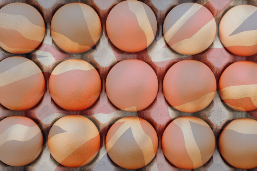 Overall, the prevalence of Salmonella in laying hens in Great Britain remains considerably lower than in 2004 and 2005 when the EU baseline survey was carried out. Photo: Canva
