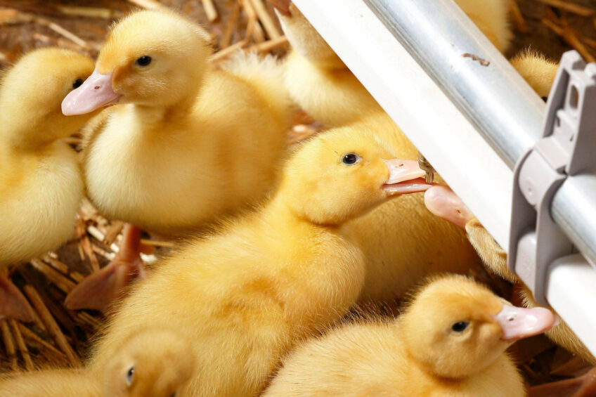 At the beginning of this month, the third wave of vaccination of thousands of ducks at farms with over 250 animals began. Photo: Hans Prinsen