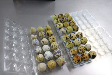 The quail eggs are available in cartons of 12 or 18, currently in plastic packaging, but the company will move towards more sustainable packaging in the near future. Photos: Rene Stevens