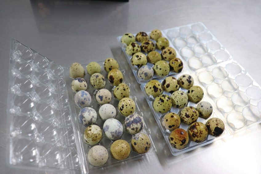 The quail eggs are available in cartons of 12 or 18, currently in plastic packaging, but the company will move towards more sustainable packaging in the near future. Photos: Rene Stevens