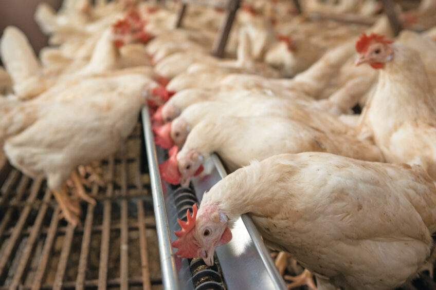 Split feeding can improve egg quality, reduce environmental impact, and support the sustainability of poultry production. Photo: Peter Roek