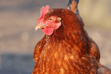 Bs29784 can help to control enteric pathogens by improving overall gut health, thereby contributing to healthier flocks and more efficient production systems. Photo: Adisseo