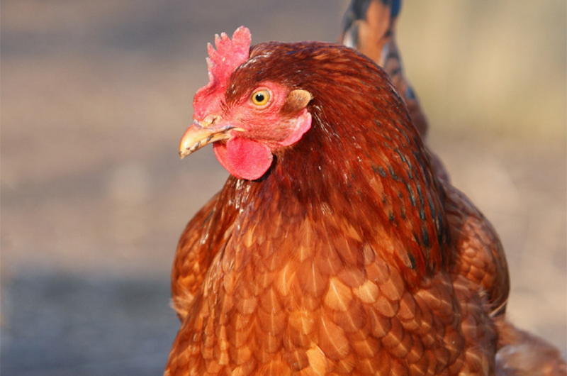 Bs29784 can help to control enteric pathogens by improving overall gut health, thereby contributing to healthier flocks and more efficient production systems. Photo: Adisseo