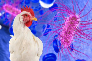 Avian Pathogenic E. coli, or simply APEC, is an extra-intestinal subgroup of pathogenic Escherichia coli that can cause disease in susceptible poultry, most commonly leading to clinical colibacillosis.