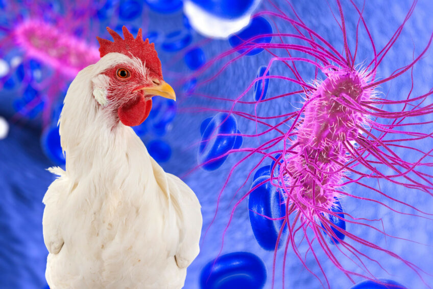 Avian Pathogenic E. coli, or simply APEC, is an extra-intestinal subgroup of pathogenic Escherichia coli that can cause disease in susceptible poultry, most commonly leading to clinical colibacillosis.