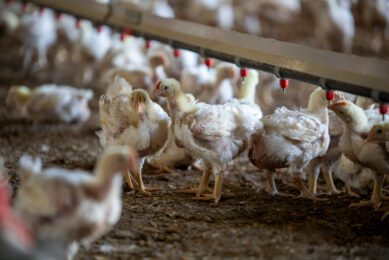 Newcastle disease vaccines are increasingly evaluated by their capacity to significantly reduce the shedding of challenge virus. Photos: Zoetis