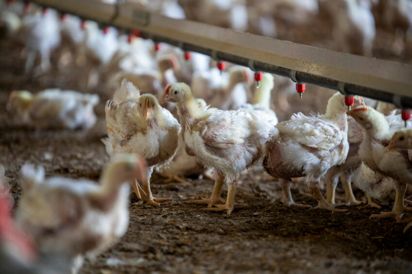 Newcastle disease vaccines are increasingly evaluated by their capacity to significantly reduce the shedding of challenge virus. Photos: Zoetis