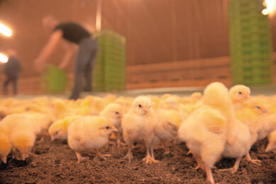 Over 40% of Canadian broiler flocks are being produced without Category III antibiotics. Photo: Mark Pasveer