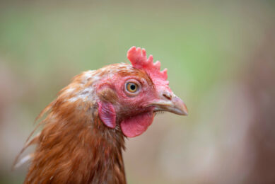 With December deadlines nearing, cage-free credits offer companies a flexible, cost-effective solution to meet commitments while supporting local farmers and strengthening regional cage-free ecosystems. Photo: Mark Pasveer