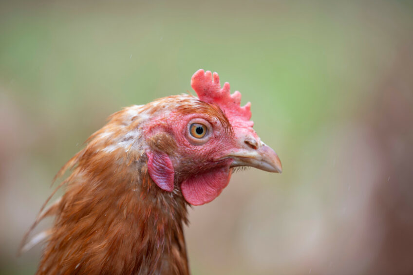 With December deadlines nearing, cage-free credits offer companies a flexible, cost-effective solution to meet commitments while supporting local farmers and strengthening regional cage-free ecosystems. Photo: Mark Pasveer
