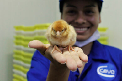 IBD ranks among the top 5 most costly poultry diseases. Optimising the hatchery day-old chicks’ vaccination plays a key role in the IBD disease control. Photo: Ceva