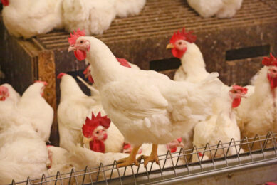Breeder flocks managed under the low male-to-female ratio tended to exhibit a higher proportion of successful matings. Photo: Henk Riswick.