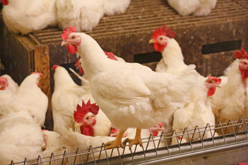 Breeder flocks managed under the low male-to-female ratio tended to exhibit a higher proportion of successful matings. Photo: Henk Riswick.