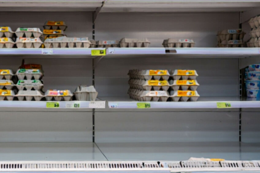  In Belgium, the supply off eggs is declining rapidly while the demand for eggs increases each year. Image created with the help of AI (Reve.art)