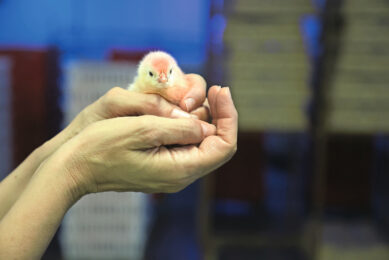 The first chicks using the German-developed Cheggy system hatched in July 2025. Photos: Raiar Orgânicos
