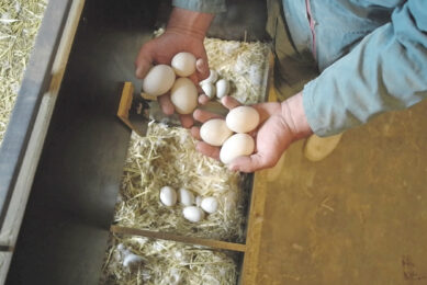 Good practices protect shell integrity and ensure the freshness and safety of the end product. Photos: Groupe Grimaud