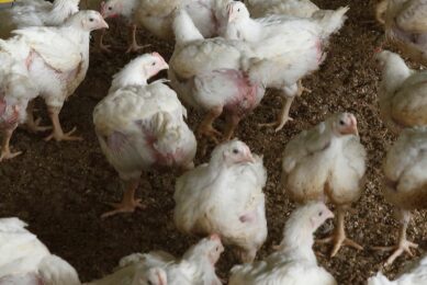Uncertainty looms over Saudi’s poultry sector