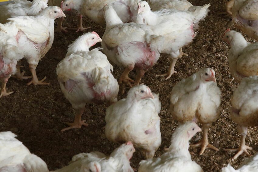 Uncertainty looms over Saudi’s poultry sector