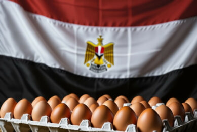 In 2025, Egypt is expected to produce 16 billion eggs, which is almost 25% more than in 2024. Image: Created with the help of AI (Reve.art)