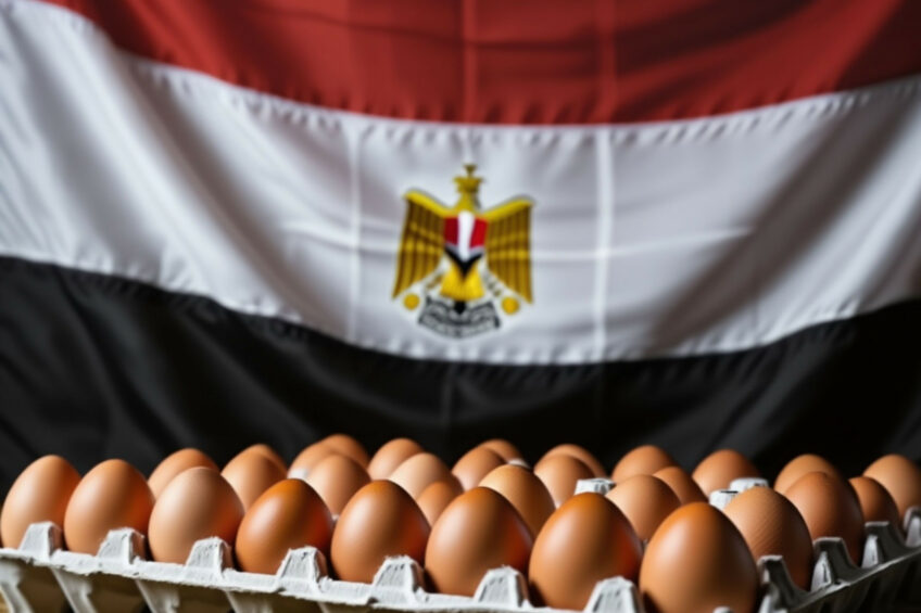 In 2025, Egypt is expected to produce 16 billion eggs, which is almost 25% more than in 2024. Image: Created with the help of AI (Reve.art)