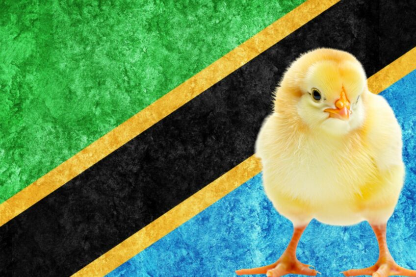 Tanzania opens market to Brazilian poultry to meet growing demand