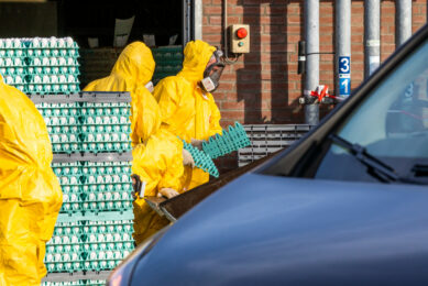 In the eastern part of the Dutch province of North Brabant, which is in the southern part of the Netherlands, avian influenza was detected at a laying hen farm. Photo: Bert Jansen