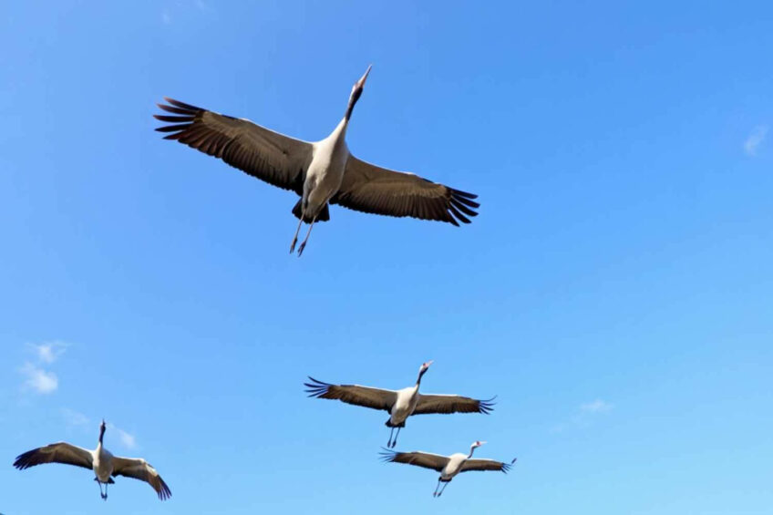 Wild bird avian influenza cases in Germany have surged, with over 400 new infections reported since 1 October. Photo: Reve