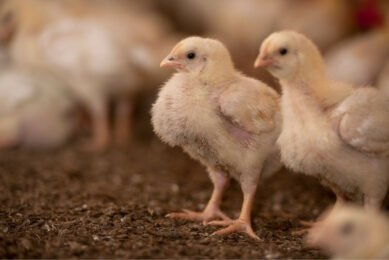 Under controlled production, slaughter and processing conditions for human consumption, poultry products do not pose a sanitary risk to industrial flocks in other countries. Photo: Mark Pasveer