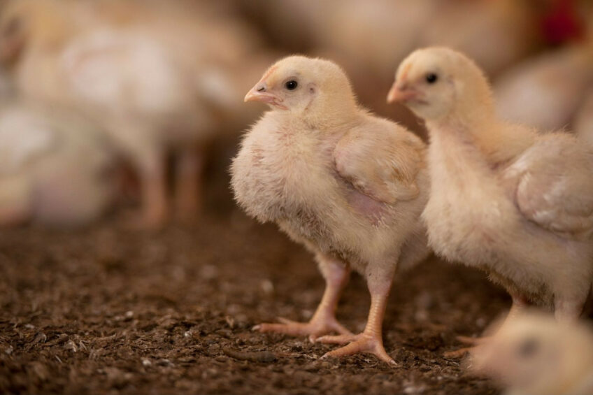 Under controlled production, slaughter and processing conditions for human consumption, poultry products do not pose a sanitary risk to industrial flocks in other countries. Photo: Mark Pasveer
