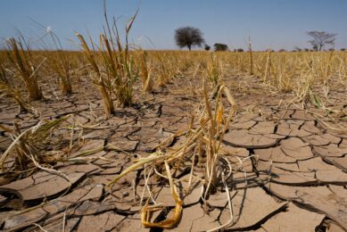 Sudan: Conflict and drought drive feed costs and threaten poultry and livestock farms