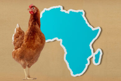 Hendrix Genetics has been recognised for the development of dual-purpose chicken breeds for rural and low-input systems in Africa. Photo: Freepik / Hendrix Genetics