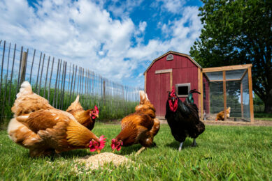 The person had a backyard flock of mixed domestic birds. Image: Created with the help of AI (Reve.art)