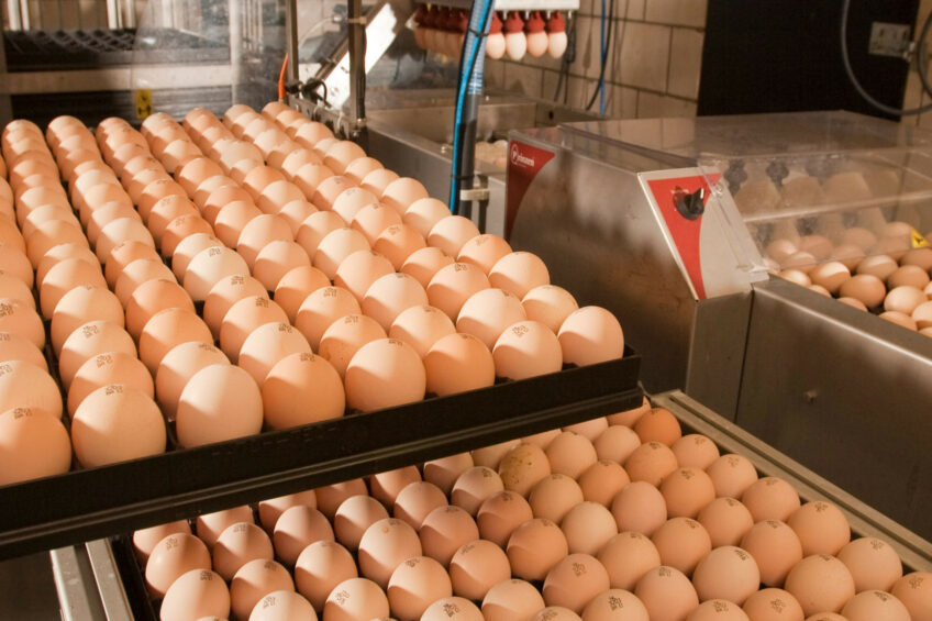 Russia’s broiler segment's dependence on imported hatching eggs has declined to 11%. Photo: This image was created with the help of AI (Reve.art)
