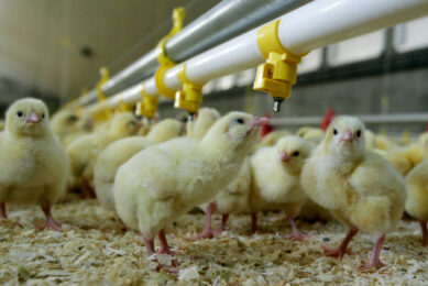 More than 830 RSPCA welfare standards must be met for meat chickens to be labelled RSPCA Assured. Photo: Koos Groenewold