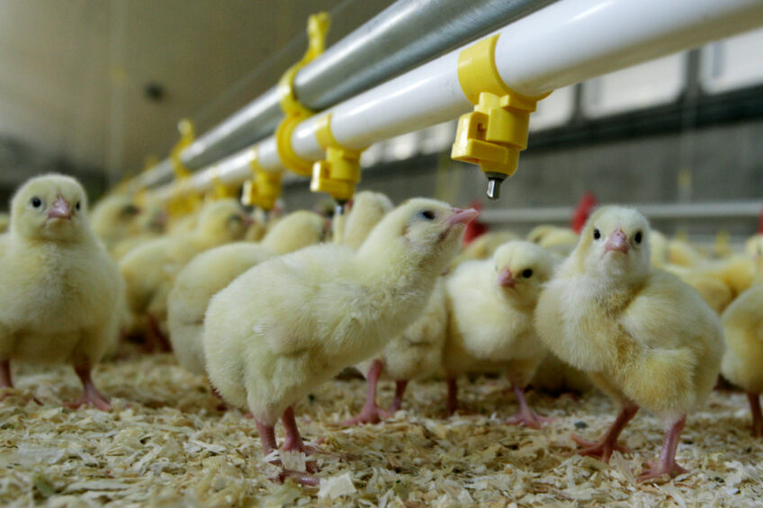 More than 830 RSPCA welfare standards must be met for meat chickens to be labelled RSPCA Assured. Photo: Koos Groenewold