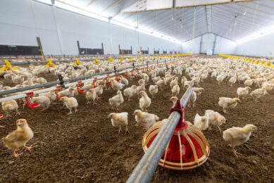 While there have not been any reported cases of avian influenza in commercial premises in Spain, the country has ordered the confinement of poultry in most regions. Photo: Koos Groenewold