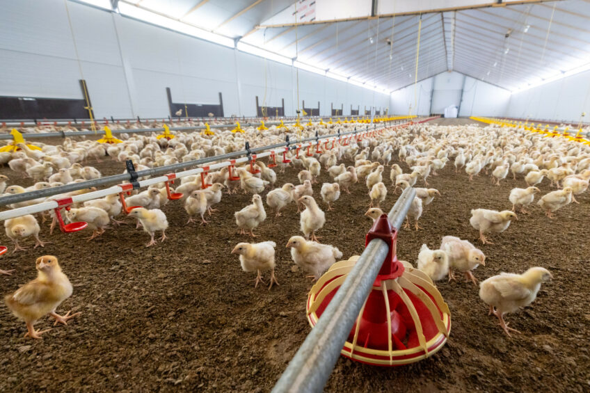 While there have not been any reported cases of avian influenza in commercial premises in Spain, the country has ordered the confinement of poultry in most regions. Photo: Koos Groenewold