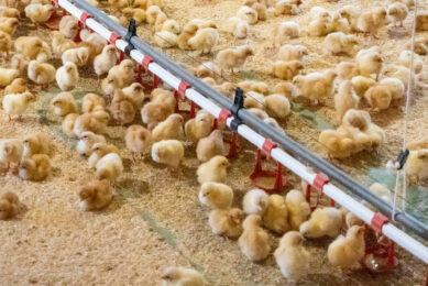 Researchers reported that variability in 2 key nutrients along the feed line affected the performance of broiler chickens. Photo: Koos Groenewold