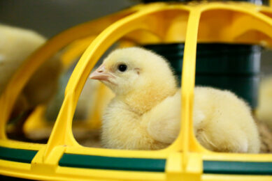 For poultry farmers across Nigeria, the Christmas season is the financial anchor of the entire year. Farmers typically purchase chicks in August or September so they can be raised to full market weight by late November or early December. Photo: Jan Willem van Vliet