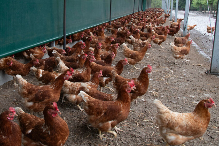 In Ireland, retailers’ preference for sourcing eggs from systems other than enriched cages is intensifying. Photo: Hans Banus