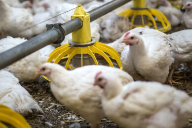 The use of feed antibiotics is strictly regulated in Morocco. Photo: Diederik van der Laan