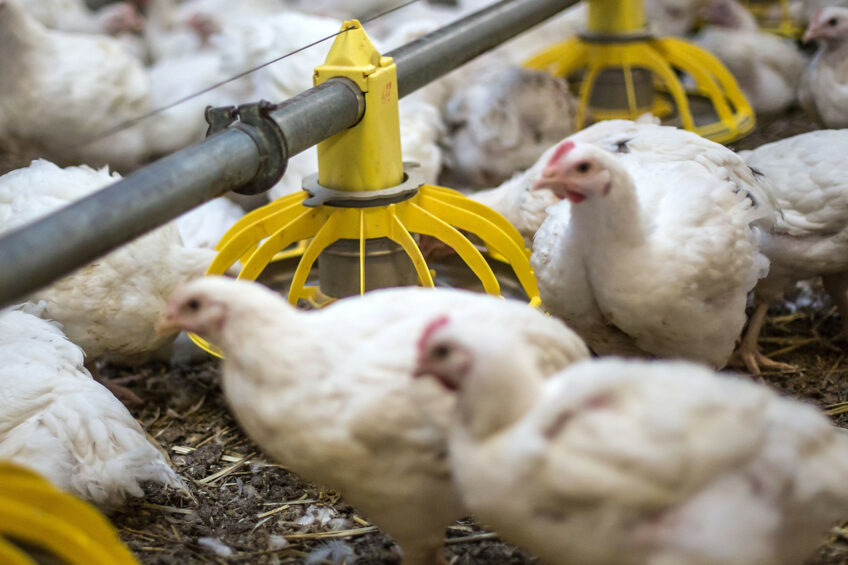 The use of feed antibiotics is strictly regulated in Morocco. Photo: Diederik van der Laan