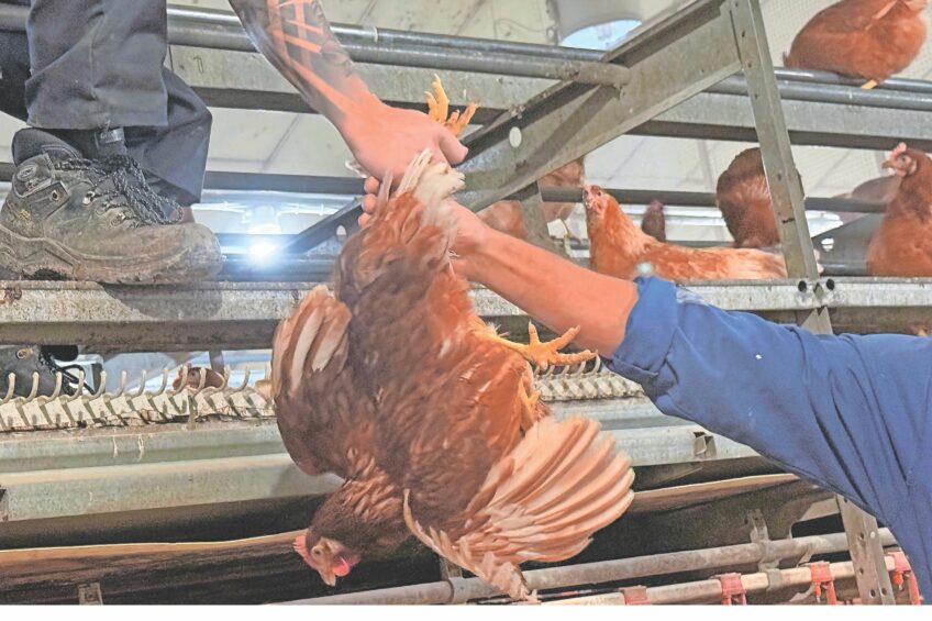 The bigger picture: How to catch a chicken